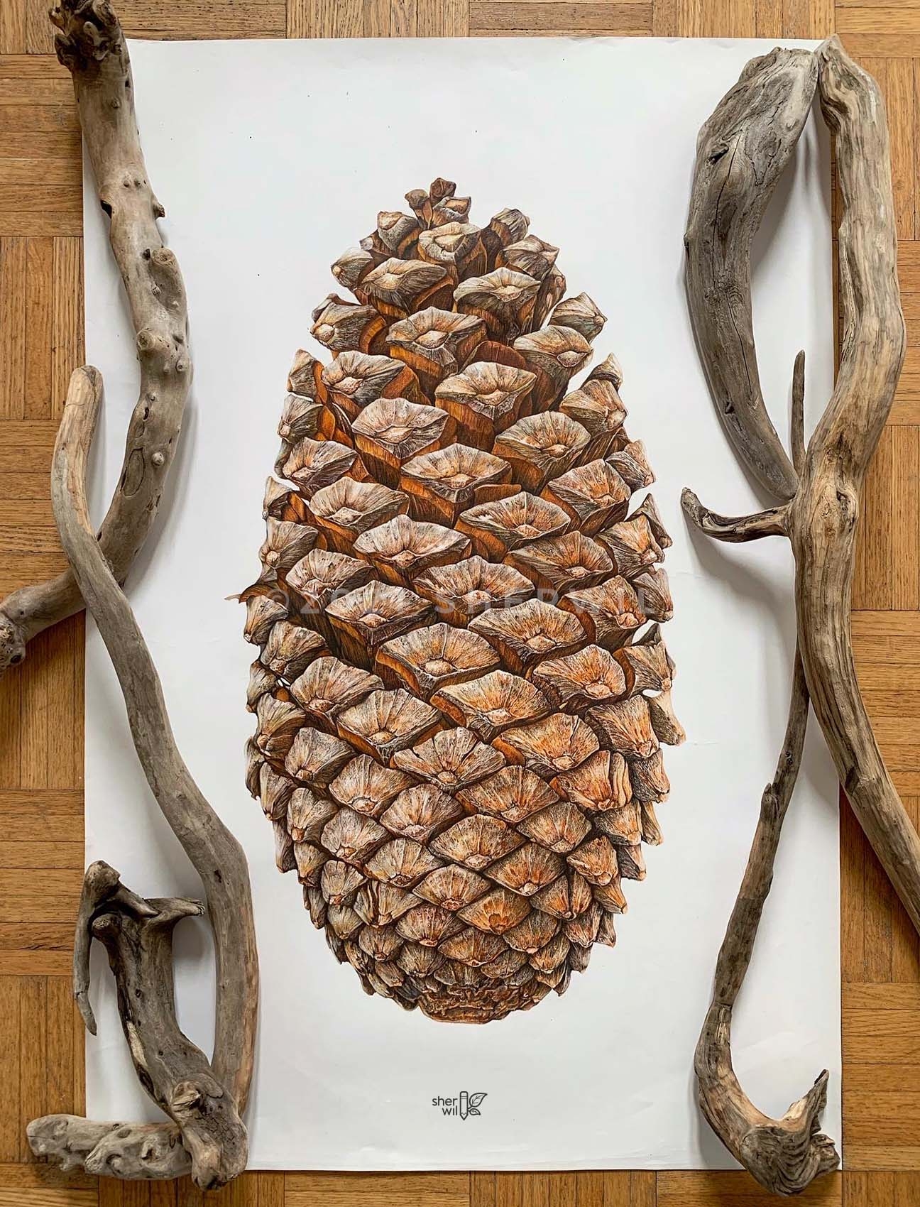 Realistic drawing of a pinecone