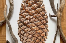 Pinecone drawing