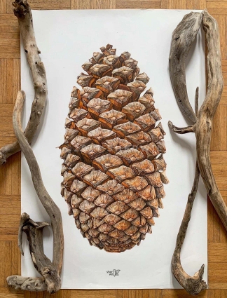 Pinecone drawing